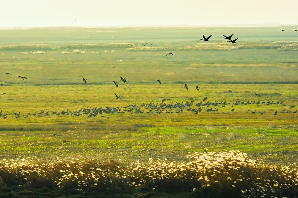 Poyang Lake Grassland Scenic Area