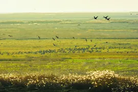 Poyang Lake Grassland Scenic Area