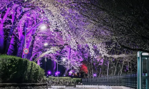 Jayu Park (Freedom Park)