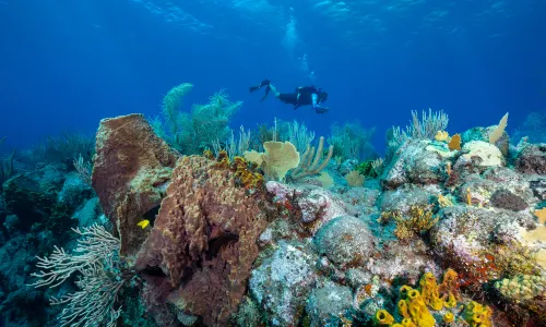 Kota Kinabalu Diving