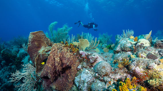 Kota Kinabalu Diving