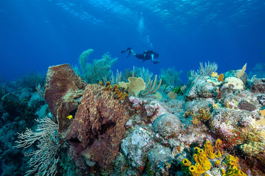 Snorkeling or Scuba Diving in Kota Kinabalu