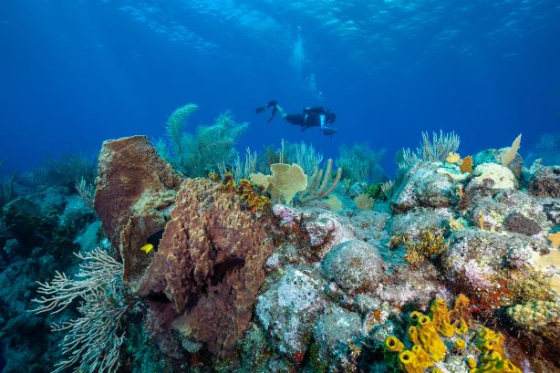 Snorkeling or Scuba Diving in Kota Kinabalu
