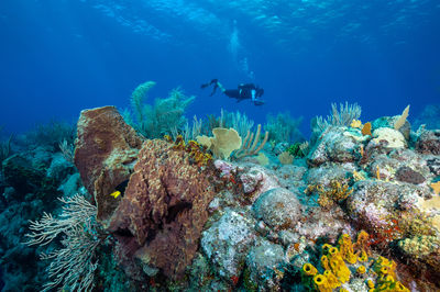 Snorkeling or Scuba Diving in Kota Kinabalu