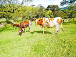 New Zealand Farm