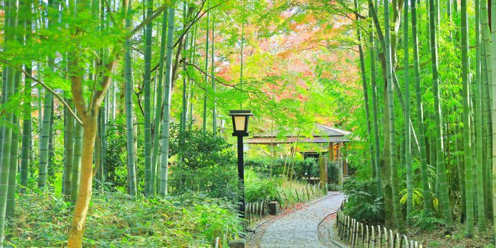 Chikurinnokomichi