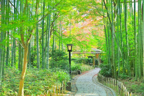 Bamboo Forest Path