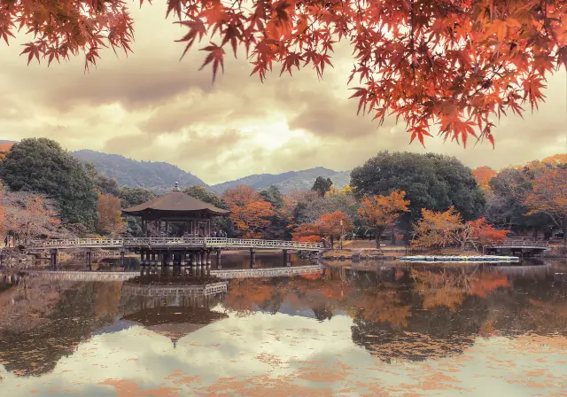 Admire Maple Leaves in Nara