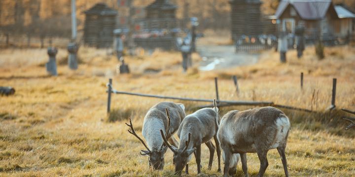 Aoluguya Reindeer Tribe Scenic Area
