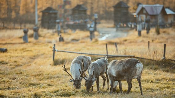 Aoluguya Reindeer Tribe Scenic Area