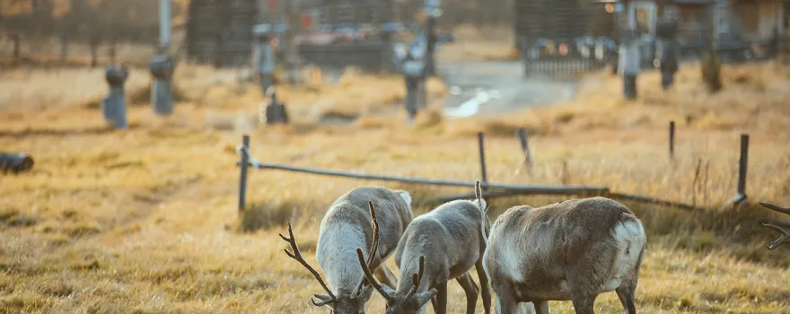 Aoluguya Reindeer Tribe Scenic Area