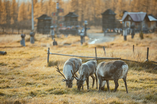 Aoluguya Reindeer Tribe Scenic Area
