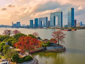 광저우 목면화 구경