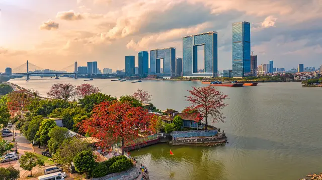 Kapok Flower Viewing in Guangzhou