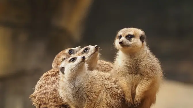 5_紅山森林動物園