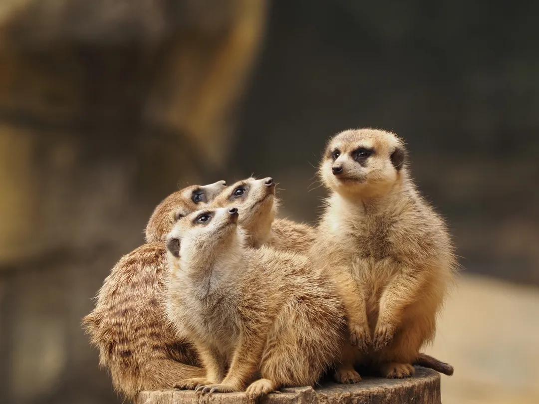 5_紅山森林動物園