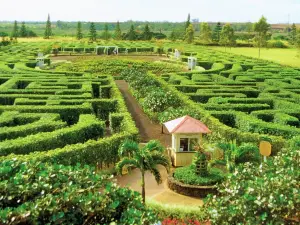 Dole Plantation