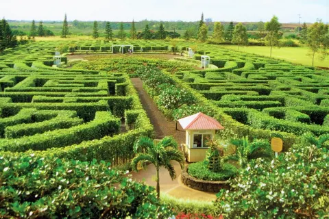 Dole Plantation