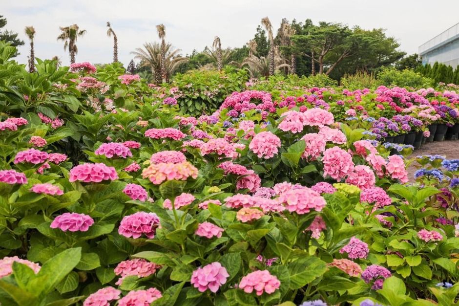 懷裡繡球花節 | 西歸浦市