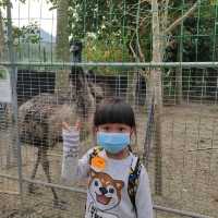 親子游--親子游的正確方式  #大棠有機生態園 #元朗