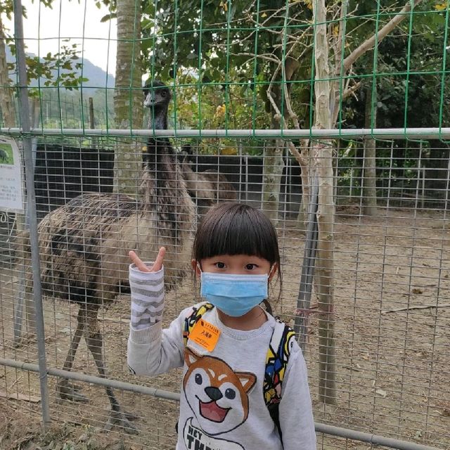 親子游--親子游的正確方式  #大棠有機生態園 #元朗