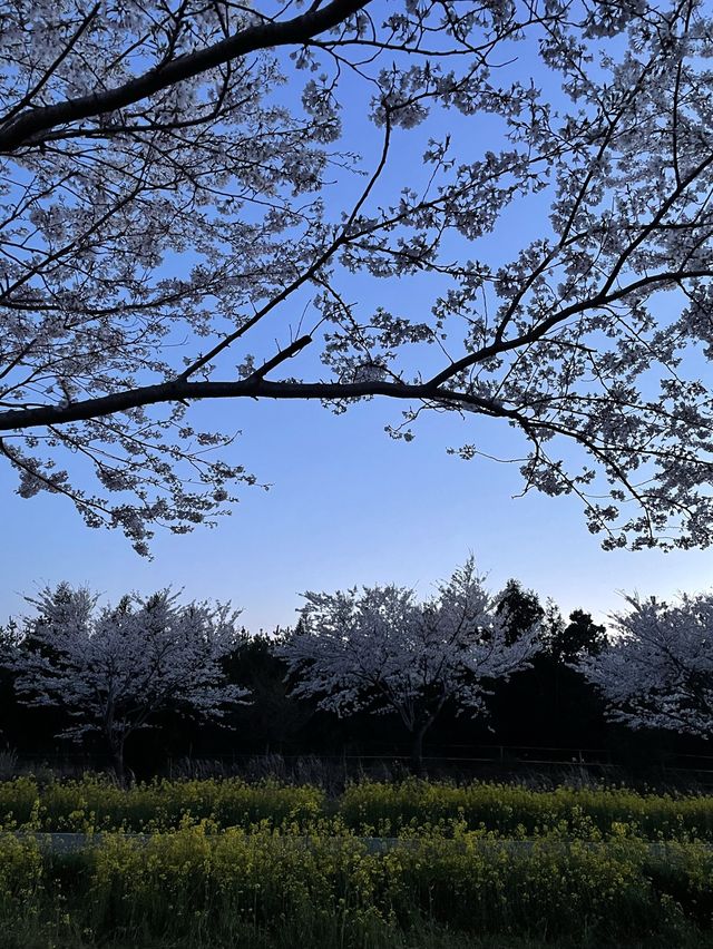 녹산로 벚꽃, 유채꽃