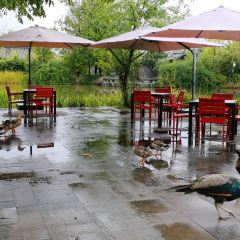 XI WESTERN RESTAURANT User Photo