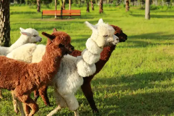 Hotels near Guangdong Dachong Ecological Zoo