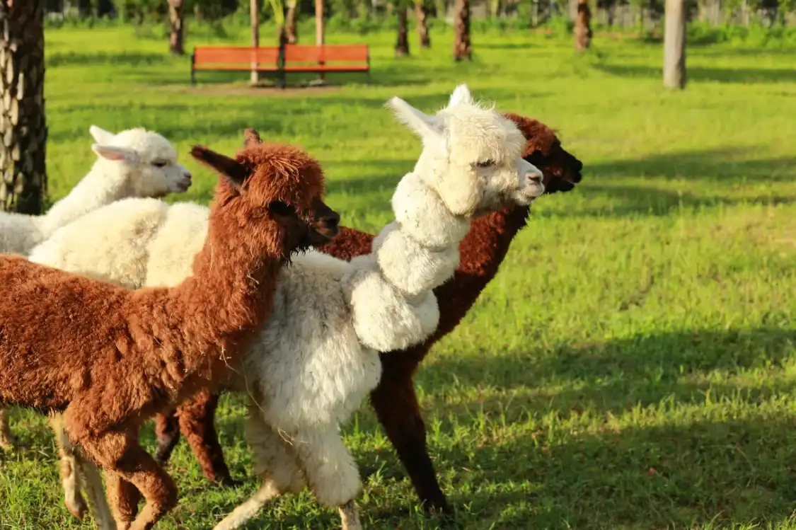 Hotels near Guangdong Dachong Ecological Zoo