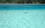 Coral Island