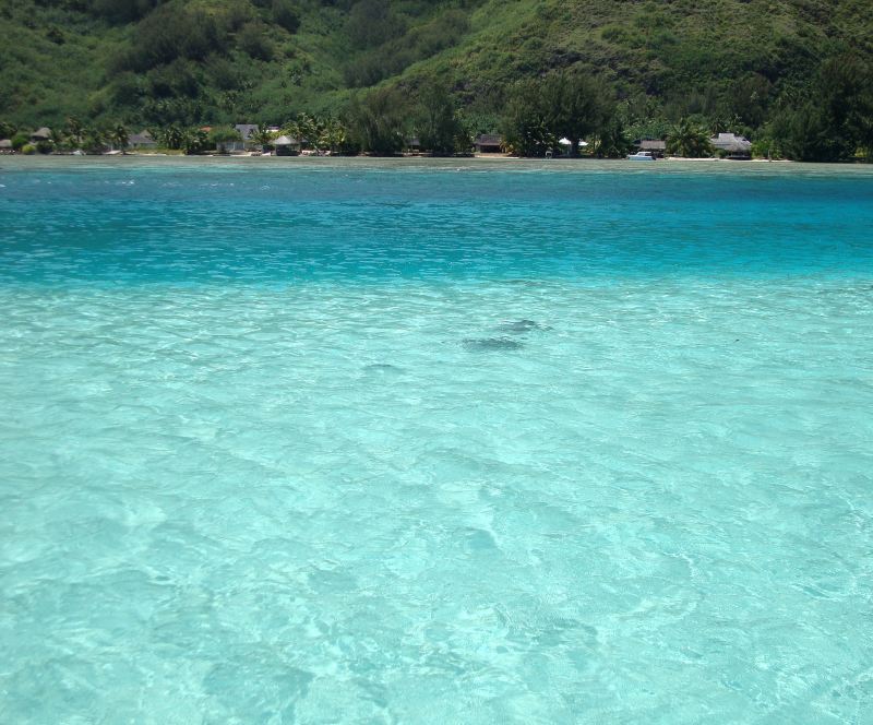 Coral Island