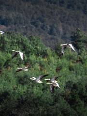 Minghu Lake National Wetland Park