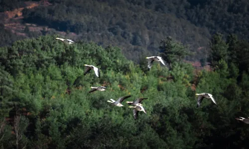 Minghu Lake National Wetland Park