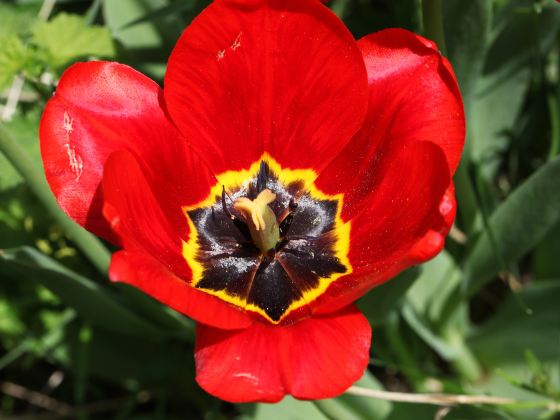 Luoyang National Flower Garden