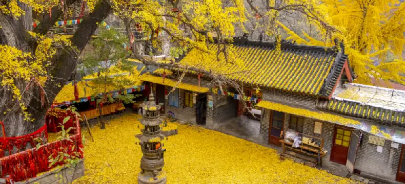 Shell Hotels in Fei County