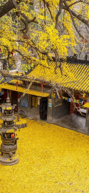 Penginapan Shell di Provinsi Fei