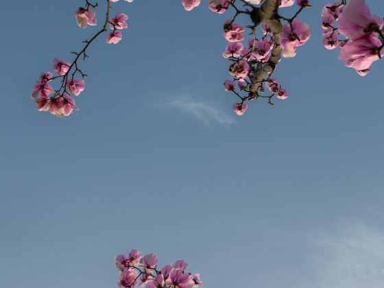 Cherry Blossoms Lane 42 Pingjing Street