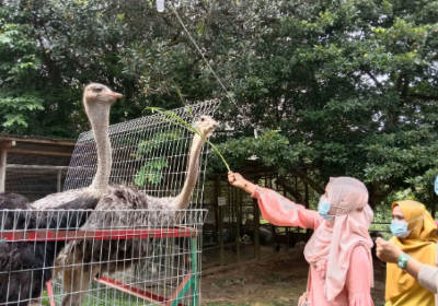 PD Ostrich Show Farm