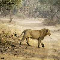 Majestic Creatures