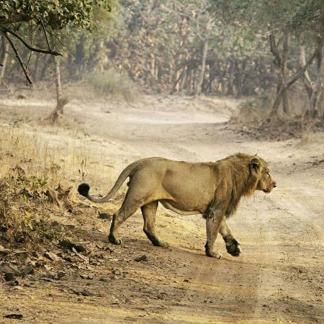 Majestic Creatures