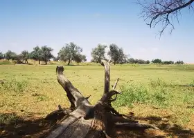 騰格裏沙漠喀咯圖牧場