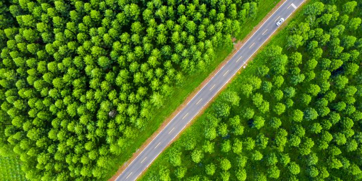 Shanghai Memorial Forest