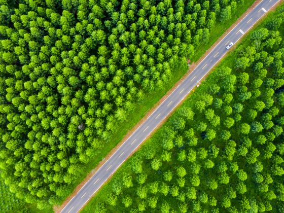 Shanghai Memorial Forest