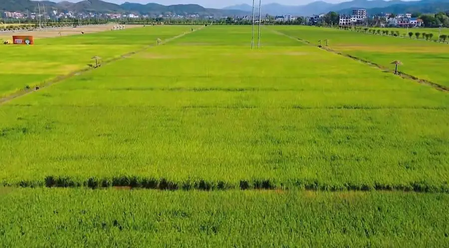 稻田公園