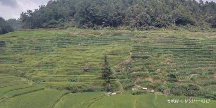 Jinlong Terraces