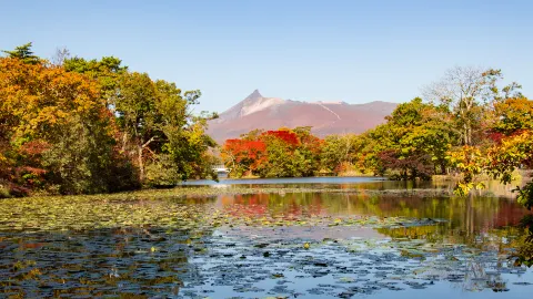 Maple Leaf Viewing in Hakodate attraction in Hakodate