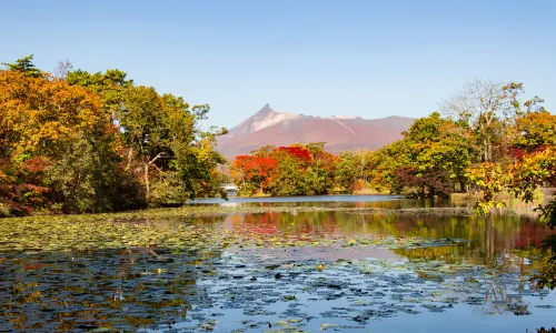 Hakodate Maple Viewing