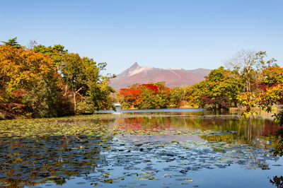 Maple Leaf Viewing in Hakodate