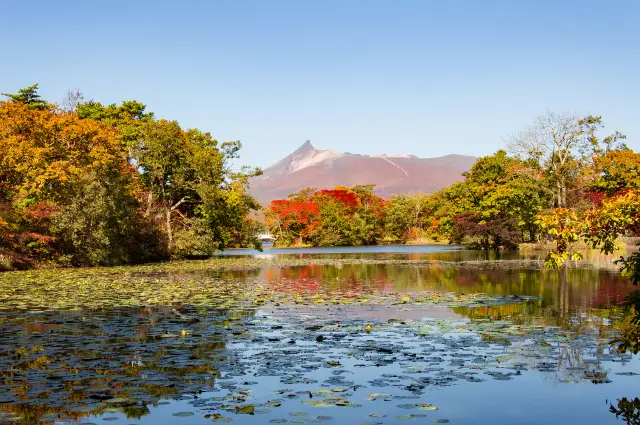 Hakodate Maple Viewing