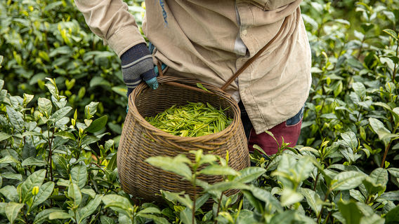 Tea Picking in Anji